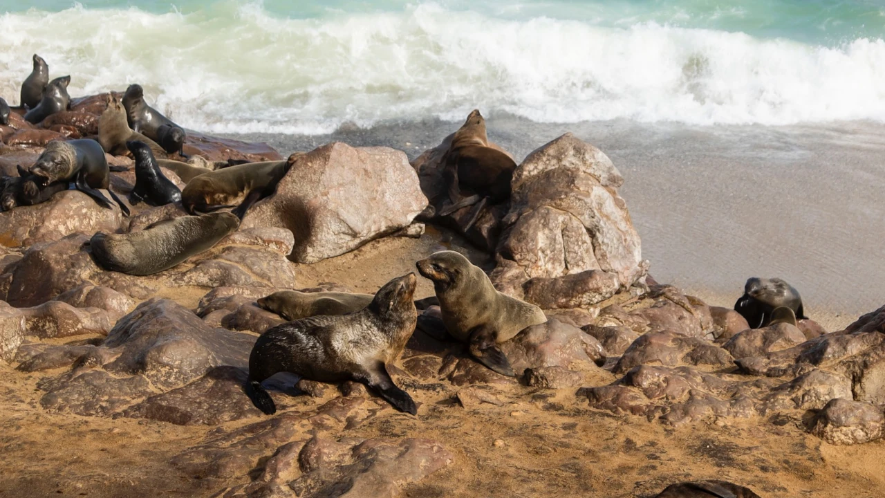 Cape Cross and Dead Sea